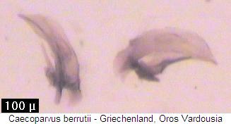 caecoparvus_berrutii.jpg