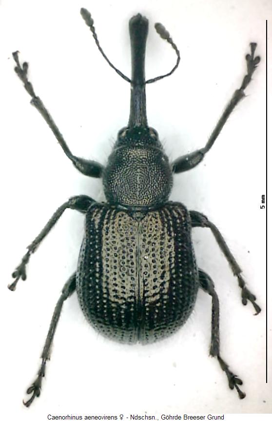 caenorhinus_aeneovirens_hab.jpg