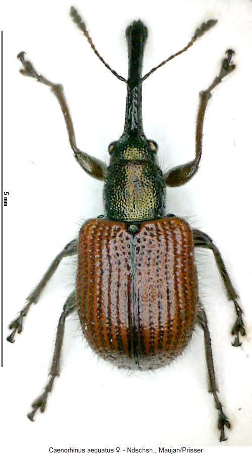 caenorhinus_aequatus_hab.jpg