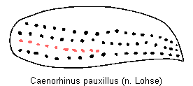 caenorhinus_pauxillus_fld.gif