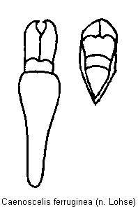 caenoscelis_ferruginea.gif