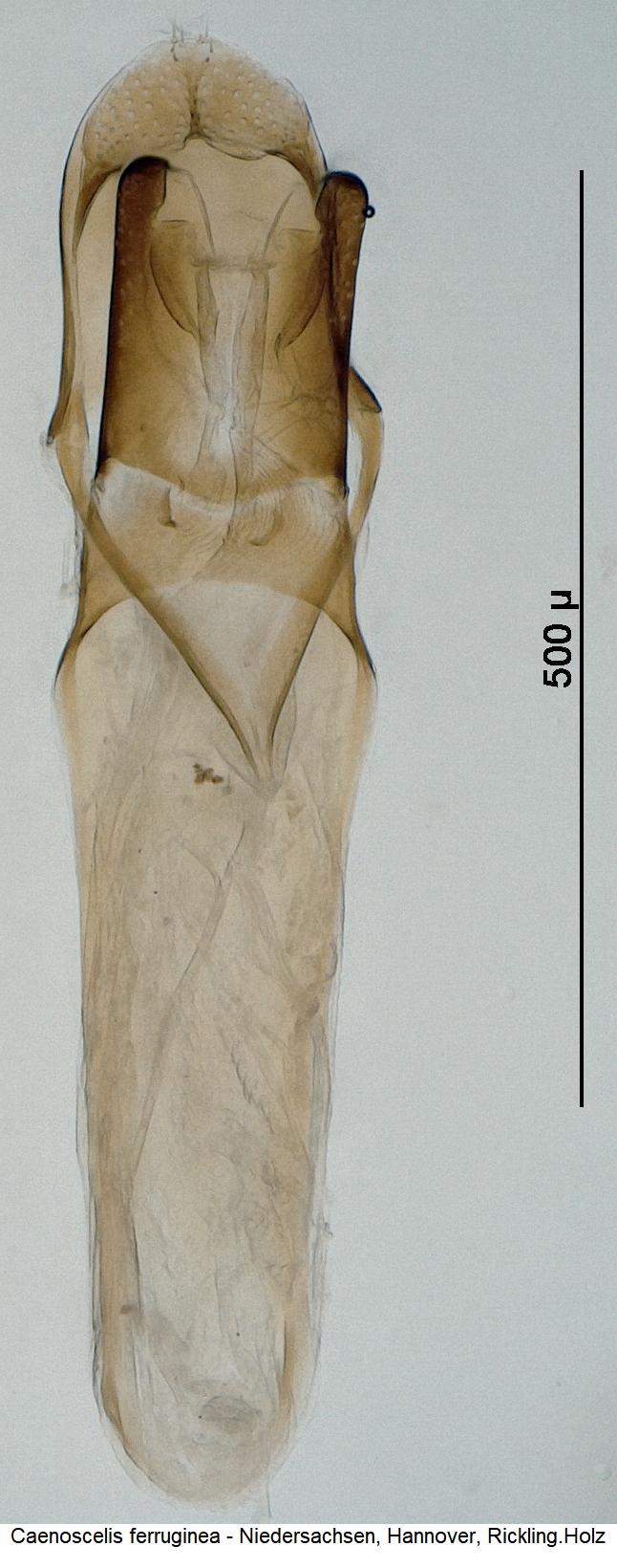 caenoscelis_ferruginea.jpg