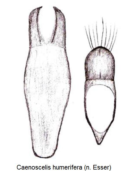 caenoscelis_humerifera.jpg