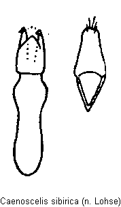 caenoscelis_sibirica.gif