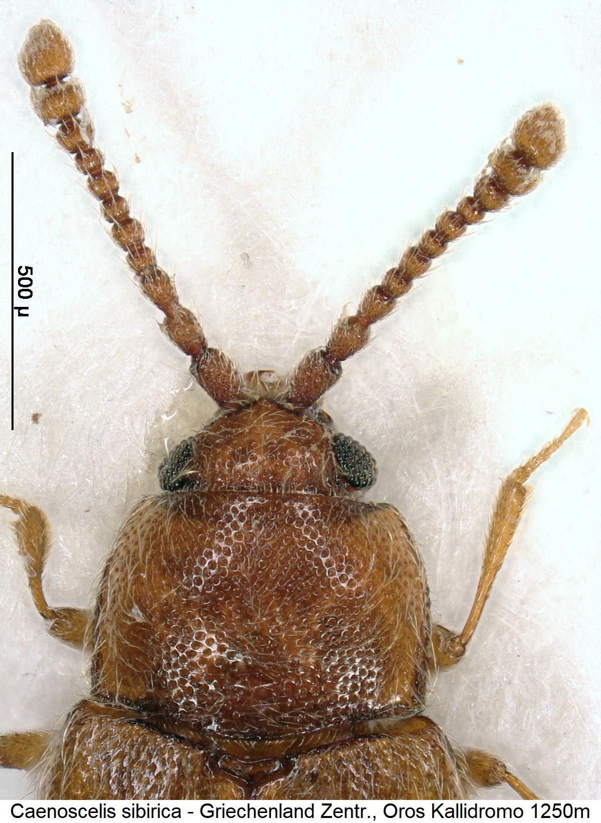 caenoscelis_sibirica_f.jpg