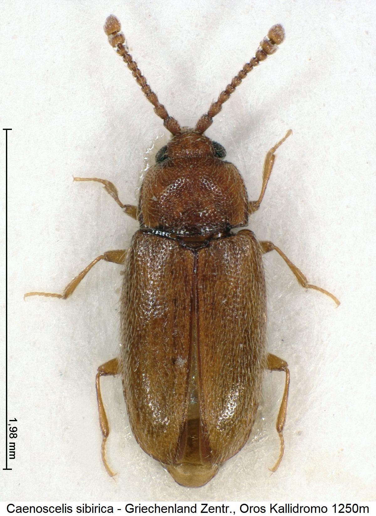 caenoscelis_sibirica_hab1.jpg