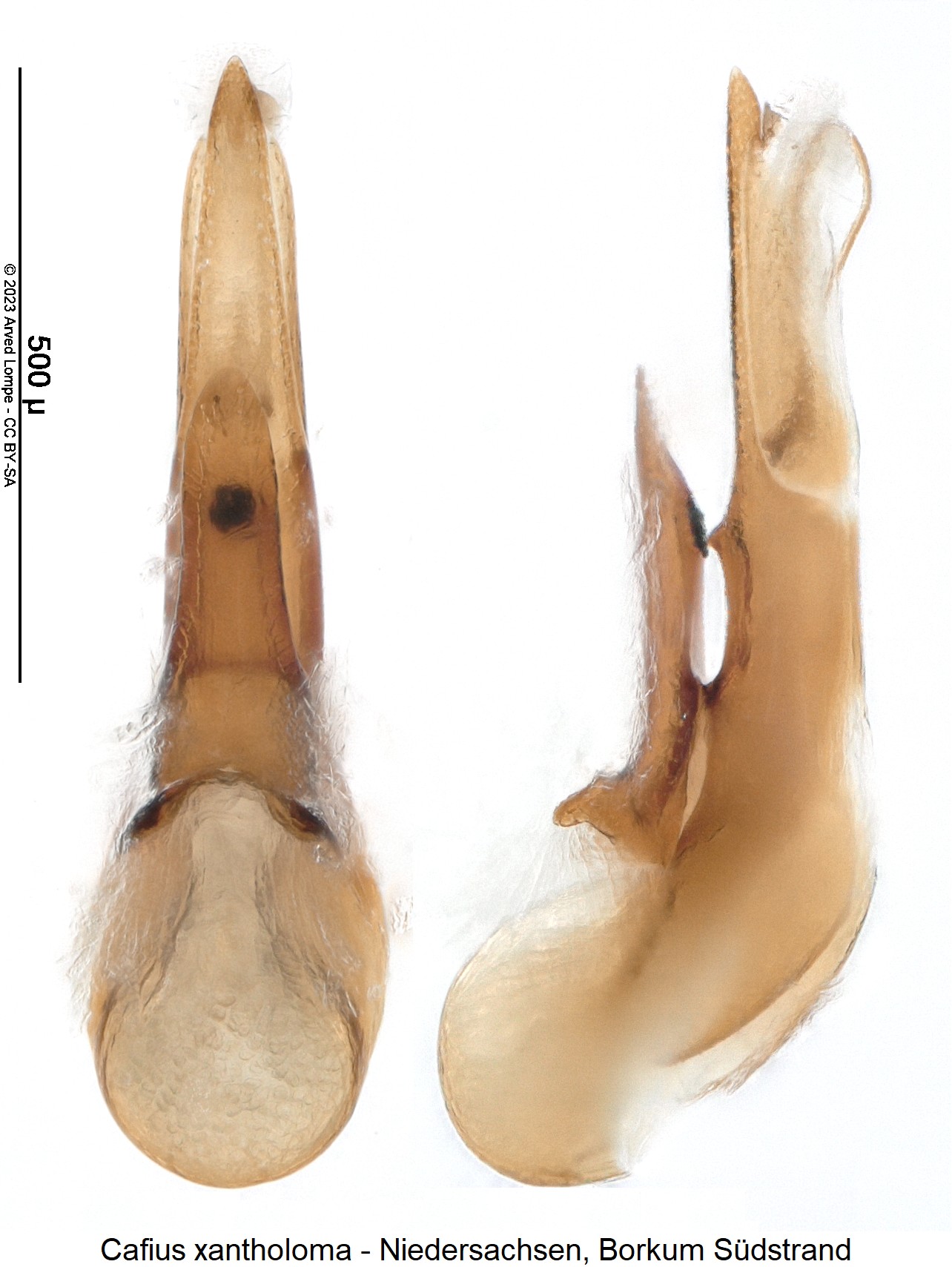 cafius_xantholoma.jpg