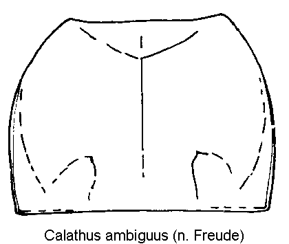 calathus_ambiguus_hsch.gif