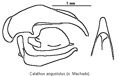 calathus_angustulus.gif