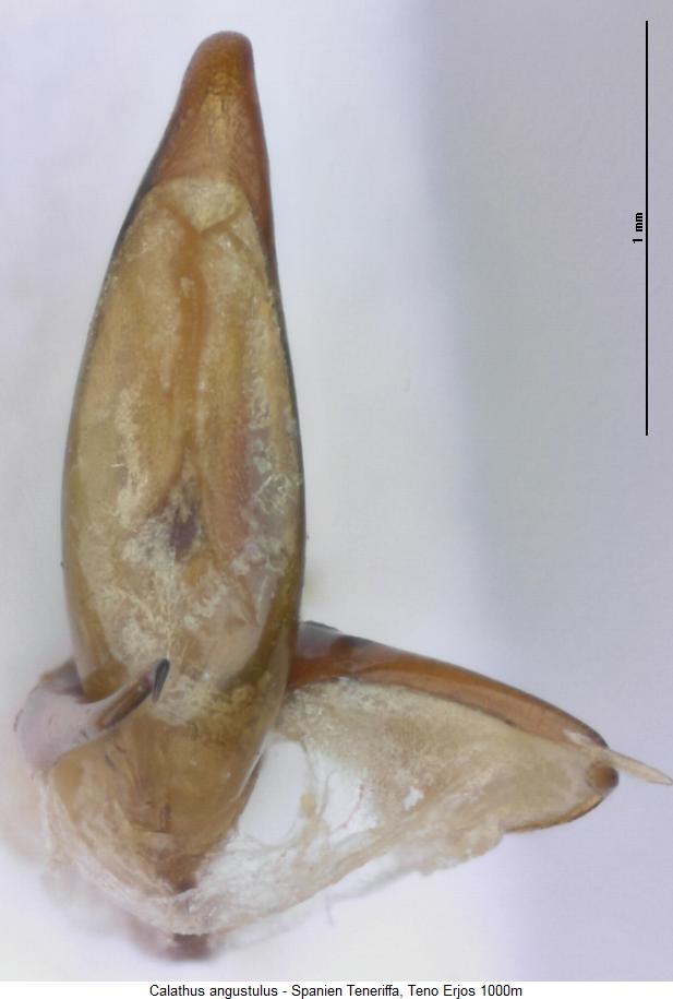 calathus_angustulus_as.jpg
