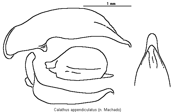 calathus_appendiculatus.gif