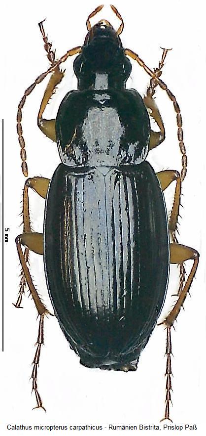 calathus_carpathicus_hab.jpg