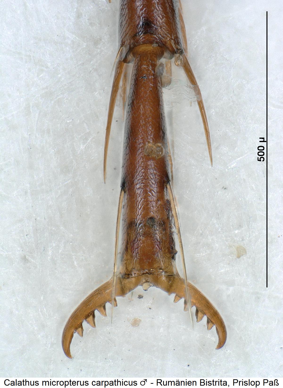 calathus_carpathicus_m_htr.jpg
