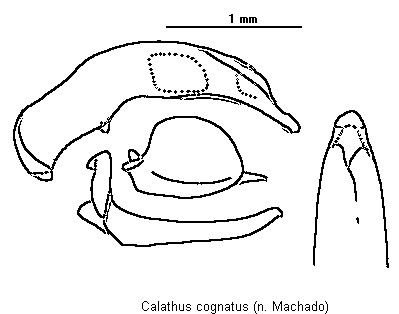 calathus_cognatus.gif