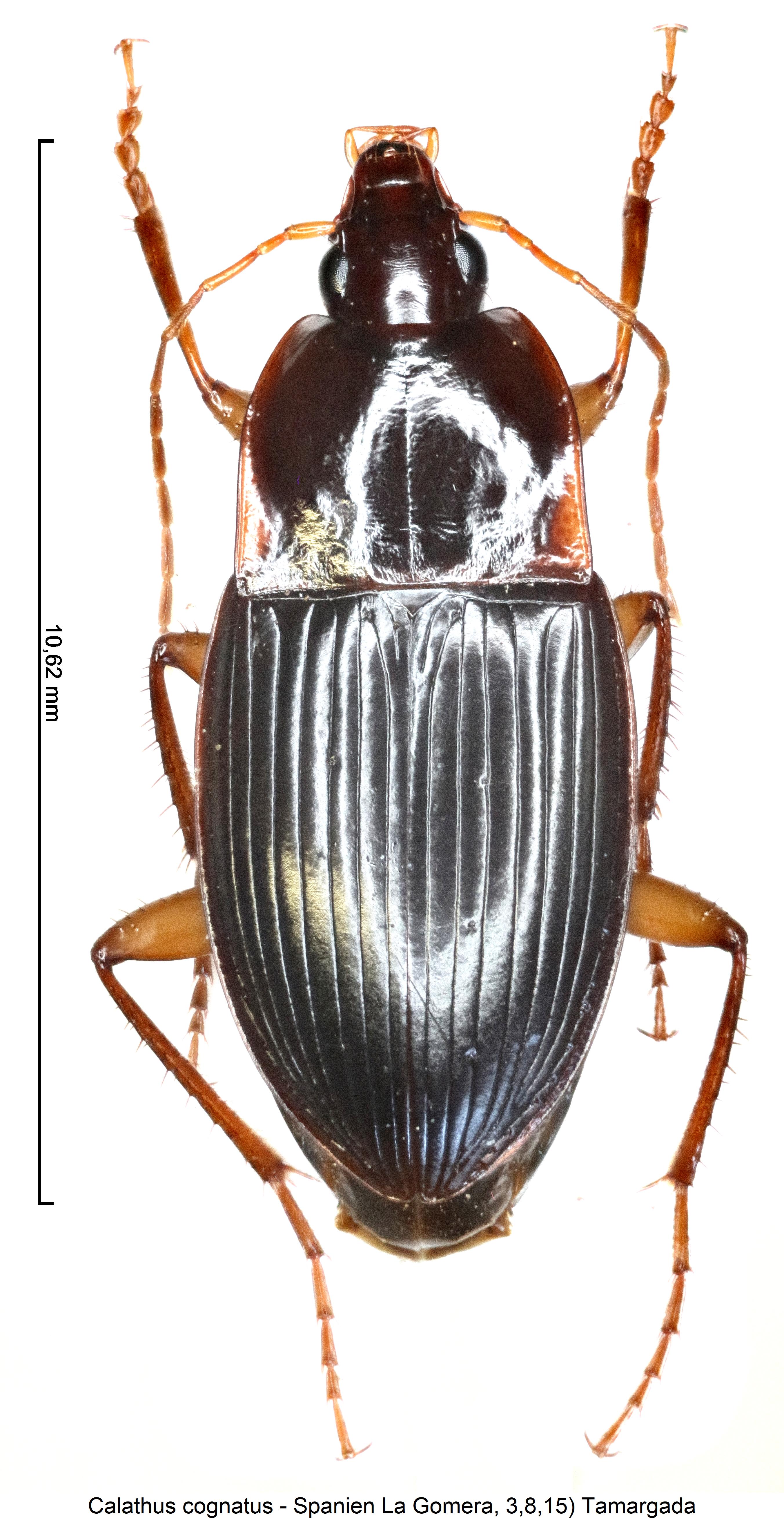 calathus_cognatus_hab.jpg