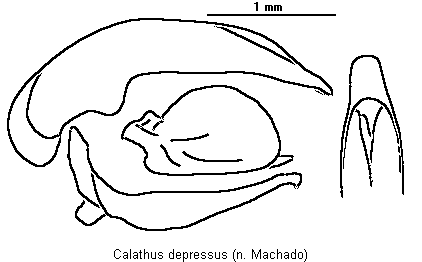 calathus_depressus.gif