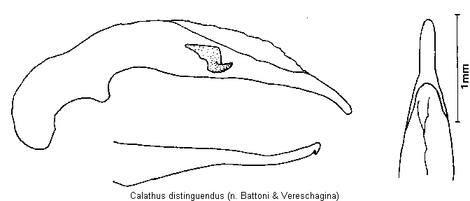 calathus_distinguendus.gif