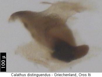 calathus_distinguendus_pc.jpg