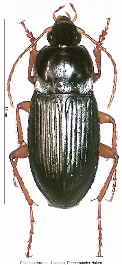 calathus_erratus_hab.jpg