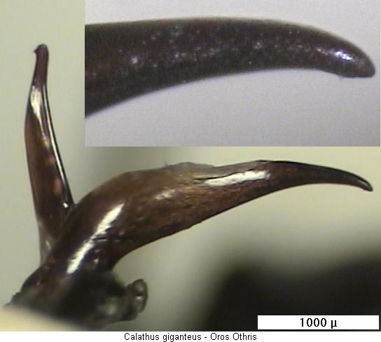calathus_giganteus.jpg