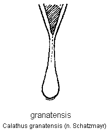 calathus_granatensis.gif