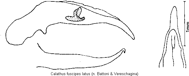 calathus_latus.gif