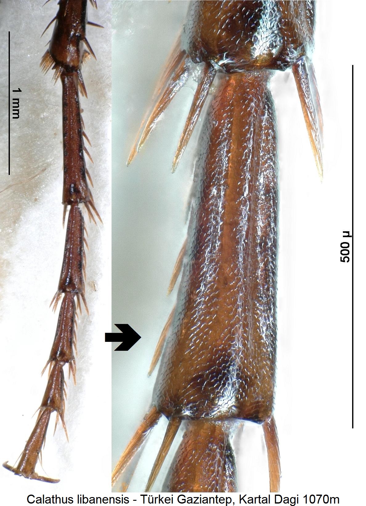 calathus_libanensis_htr.jpg