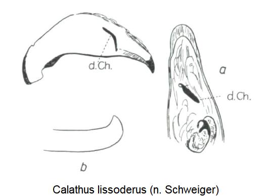 calathus_lissoderus.jpg
