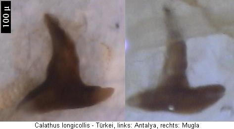 calathus_longicollis_pc.jpg