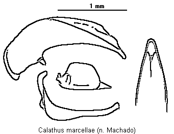 calathus_marcellae.gif