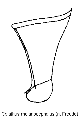 calathus_melanocephalus_hbr.gif