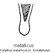 calathus_metallicus.gif