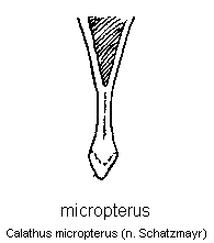 calathus_micropterus.gif