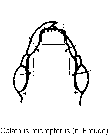 calathus_micropterus_k.gif