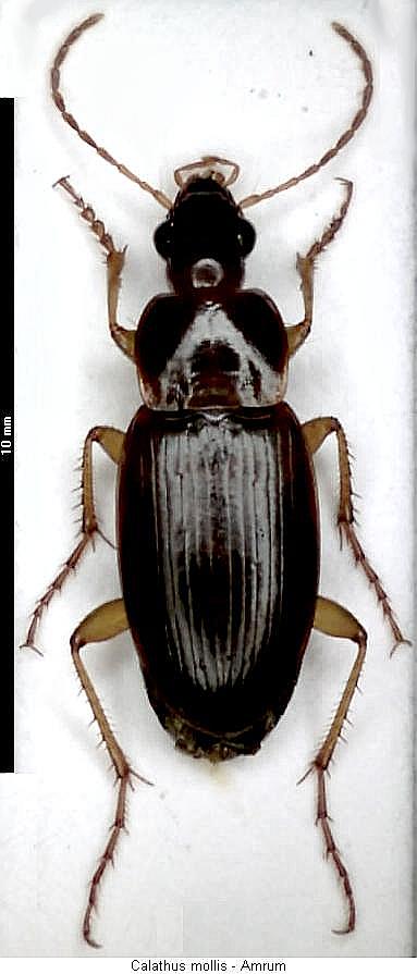 calathus_mollis_hab.jpg