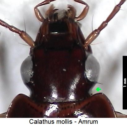 calathus_mollis_k.jpg