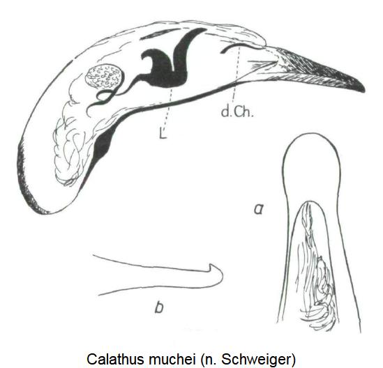 calathus_muchei.jpg