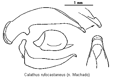 calathus_rufocastaneus.gif