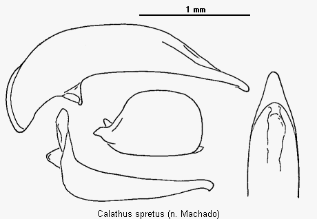 calathus_spretus.gif