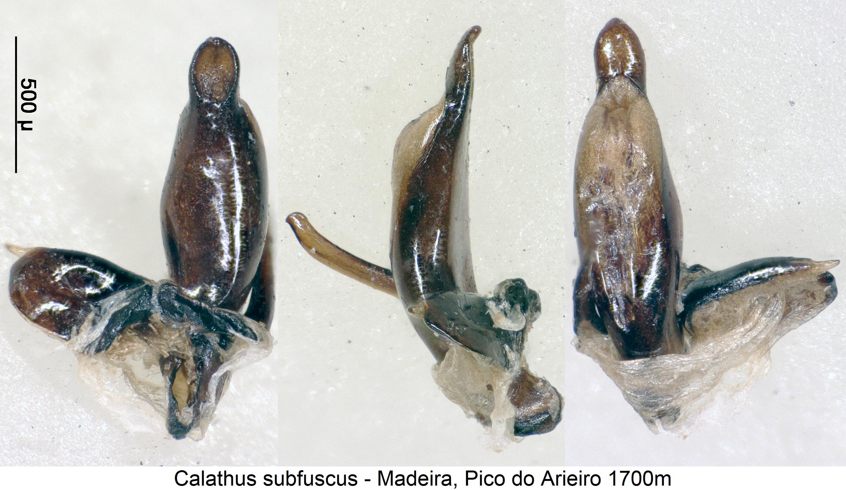 calathus_subfuscus1.jpg