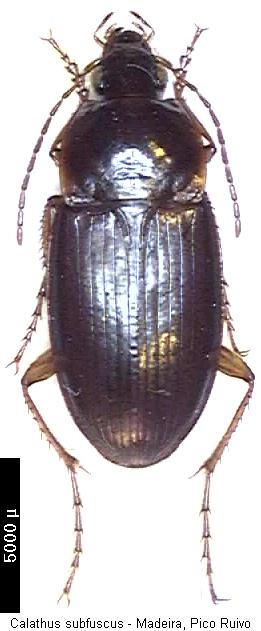 calathus_subfuscus_hab.jpg