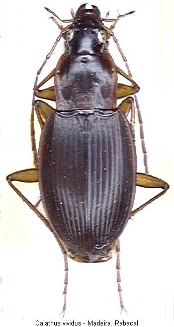 calathus_vividus_hab.jpg