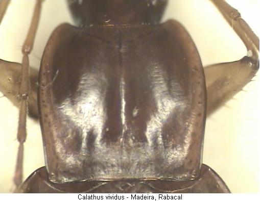 calathus_vividus_hsch.jpg