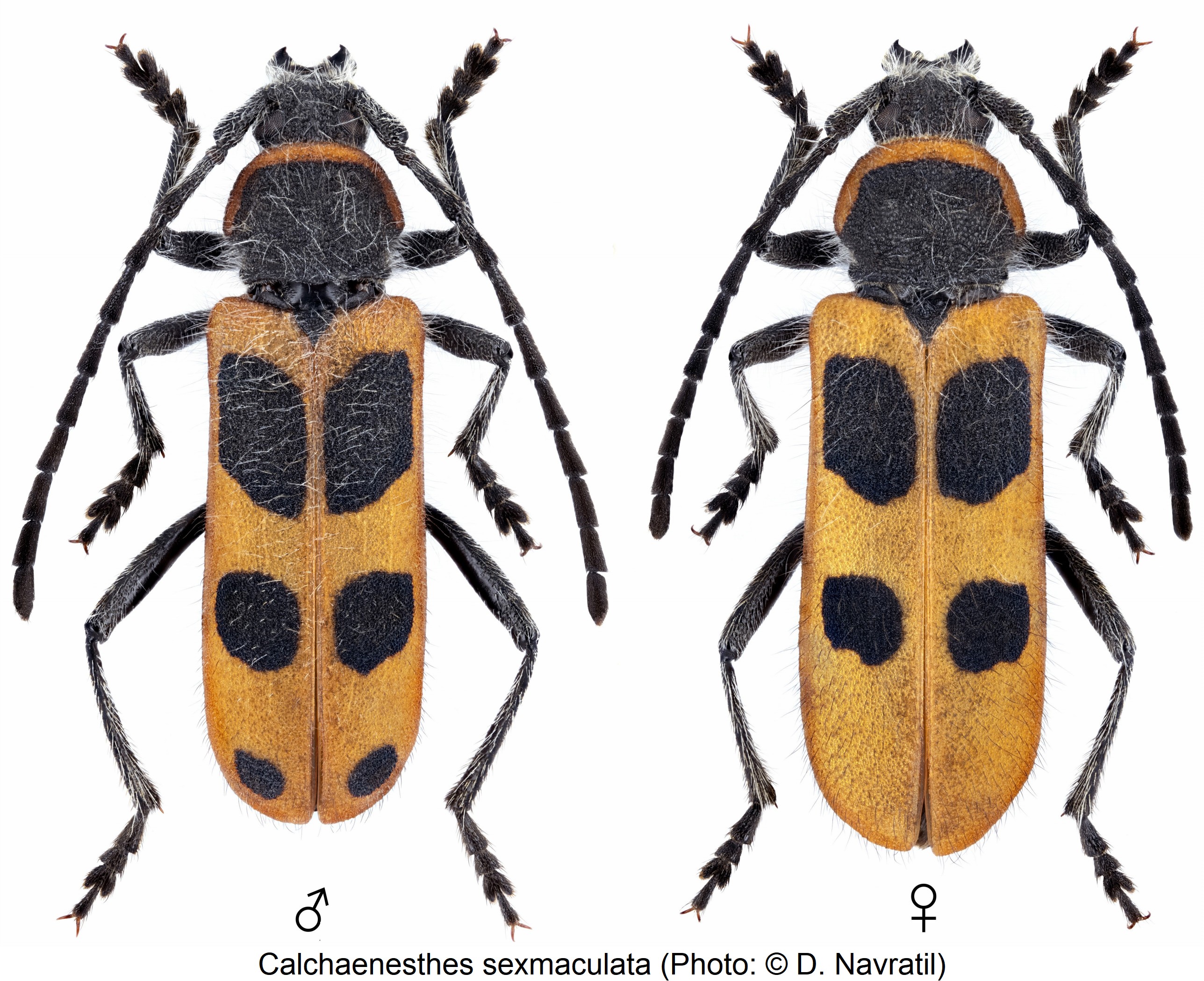calchaenesthes_sexmaculata_hab.jpg