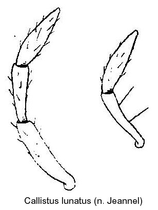 callistus_lunatus_palpen.jpg