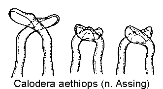 calodera_aethiops_is.gif