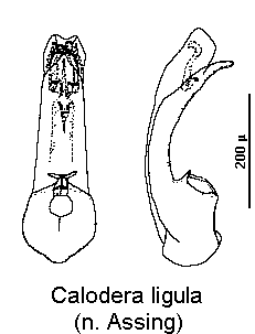 calodera_ligula.gif