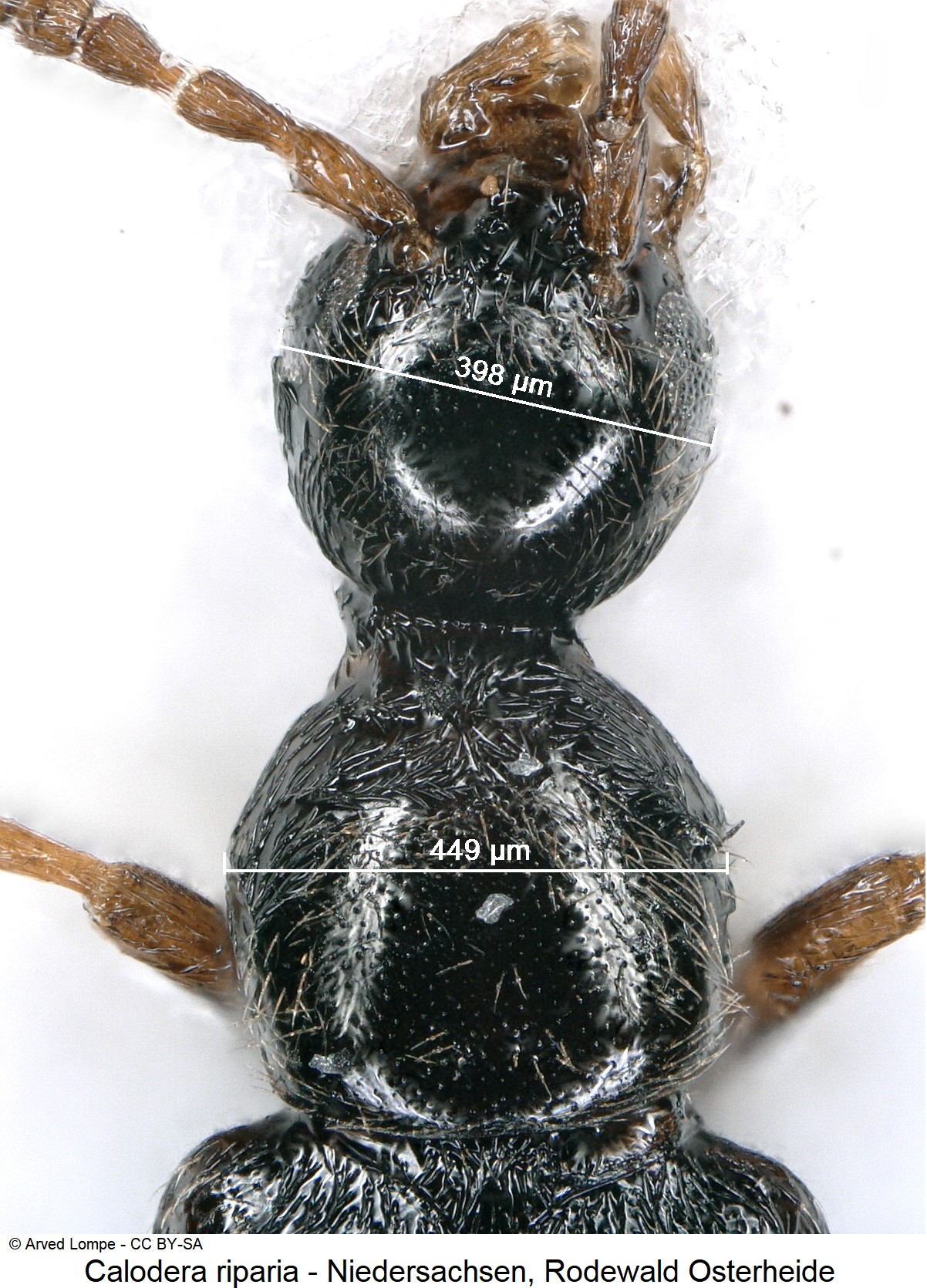 calodera_riparia_ck35855289_vk.jpg