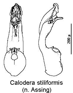 calodera_stiliformis.gif