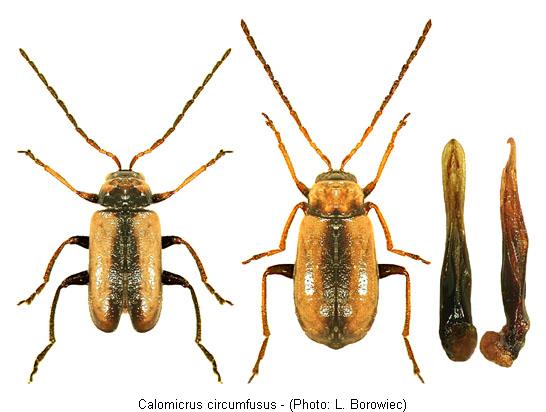 calomicrus_circumfusus.jpg